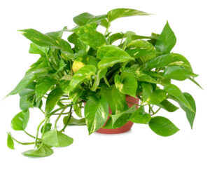 devils ivy indoor plant