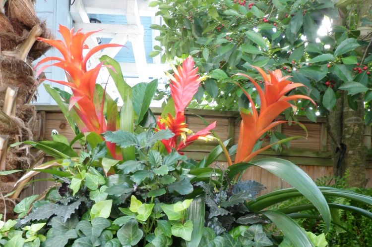 close-up of flowering plant